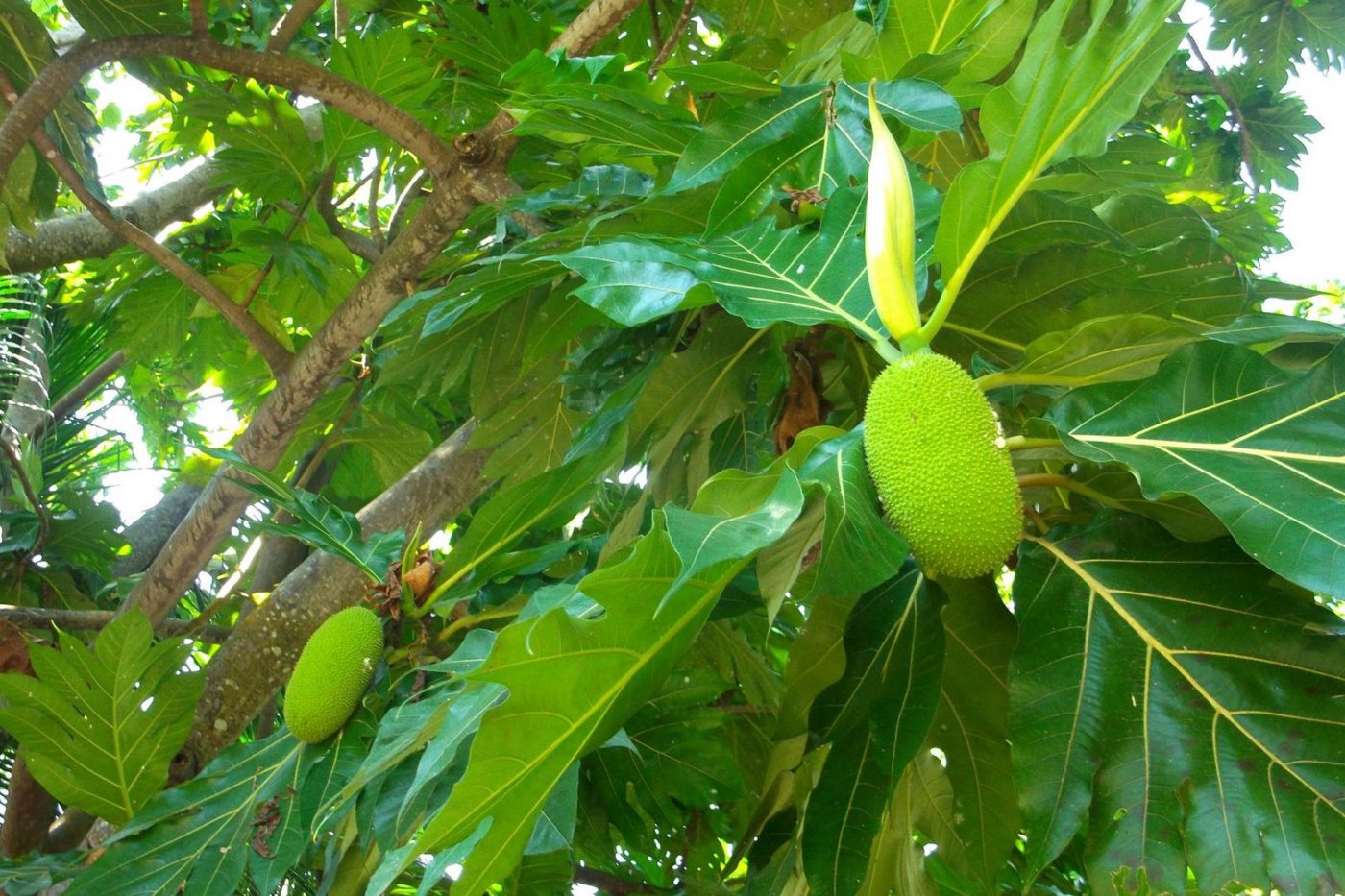 Jackfruit na Hangnaameedhoo malediwy