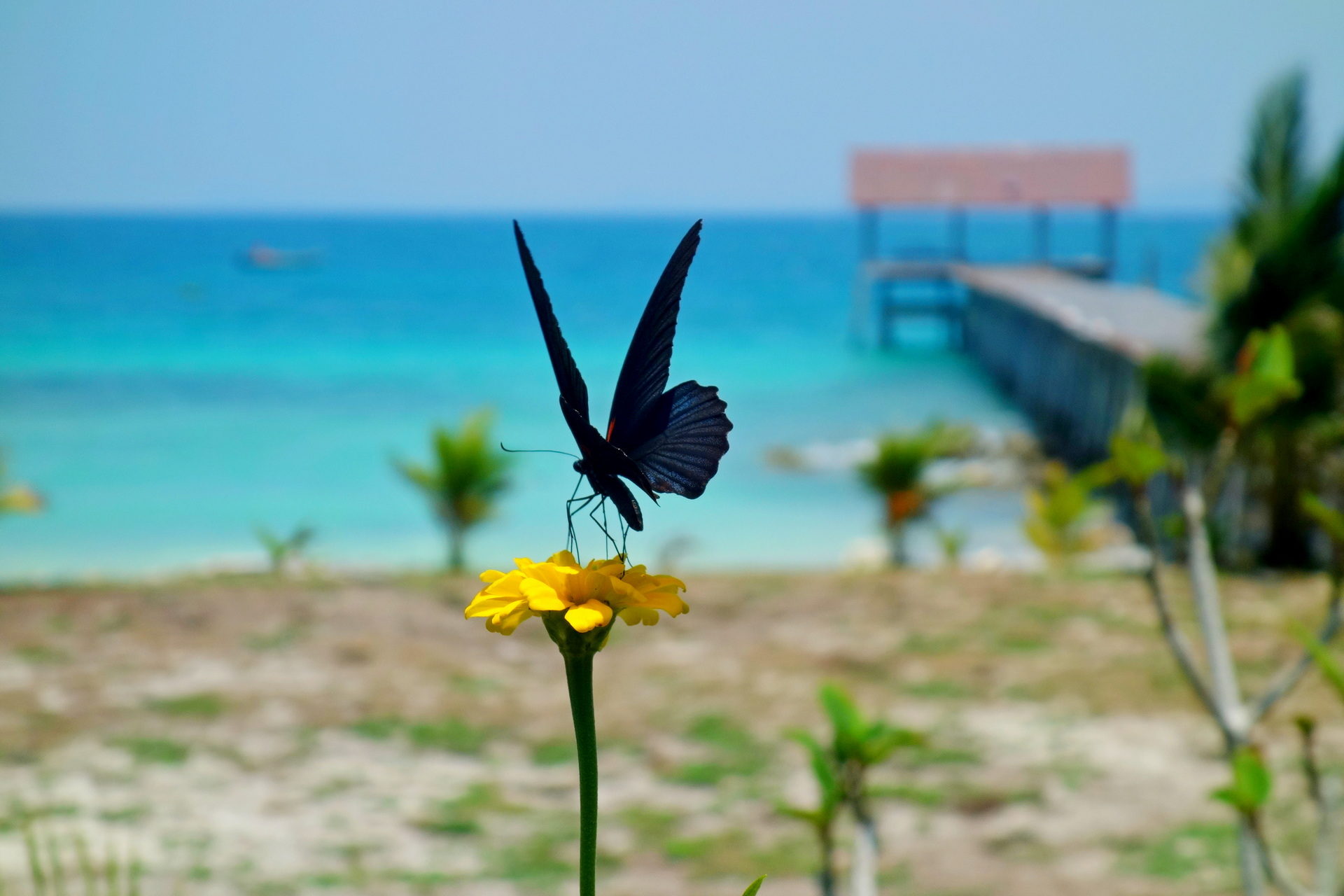 Pulau Babi Besar, Johor, Malezja