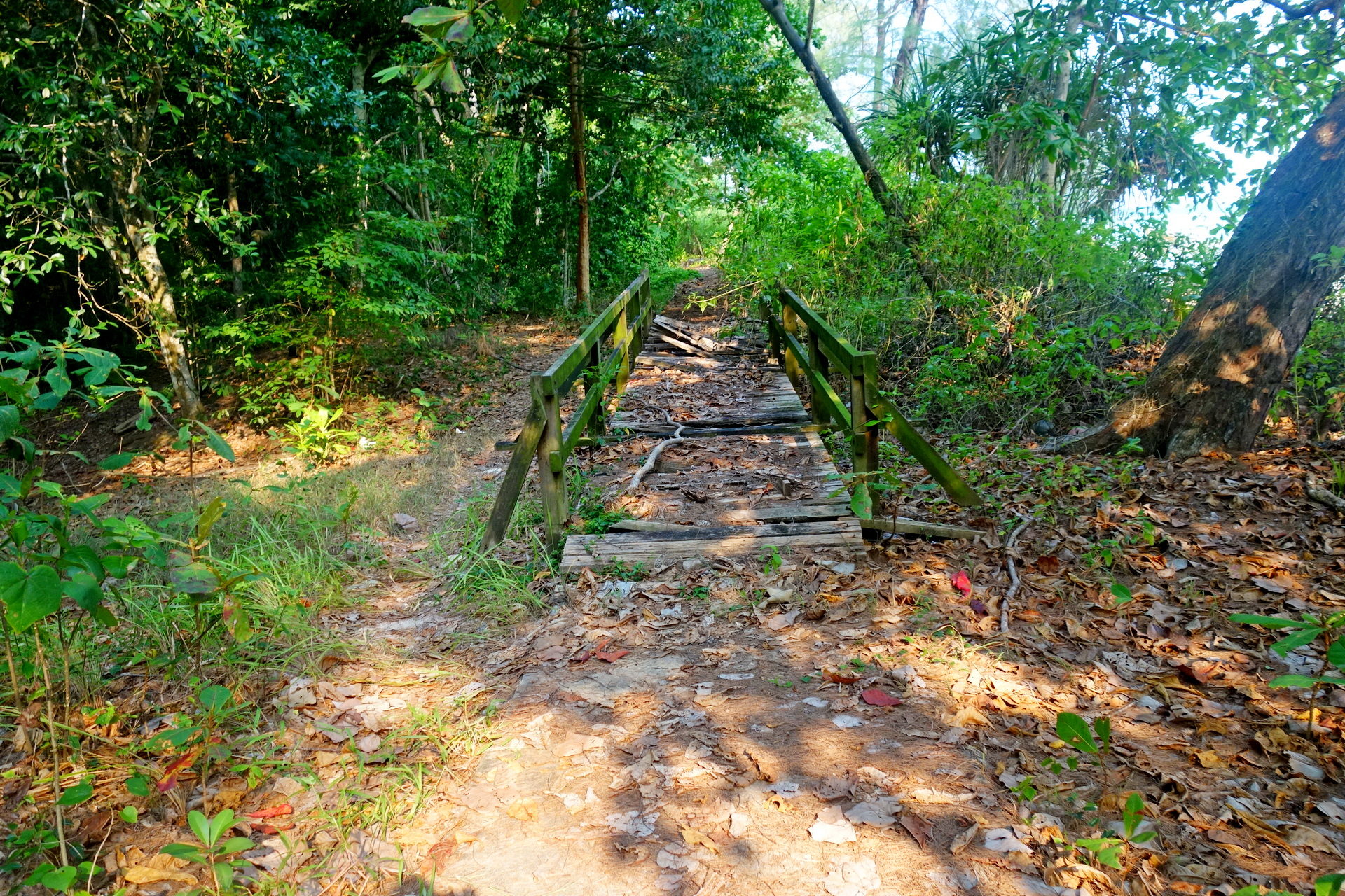 Pulau Babi Besar, Johor, Malezja